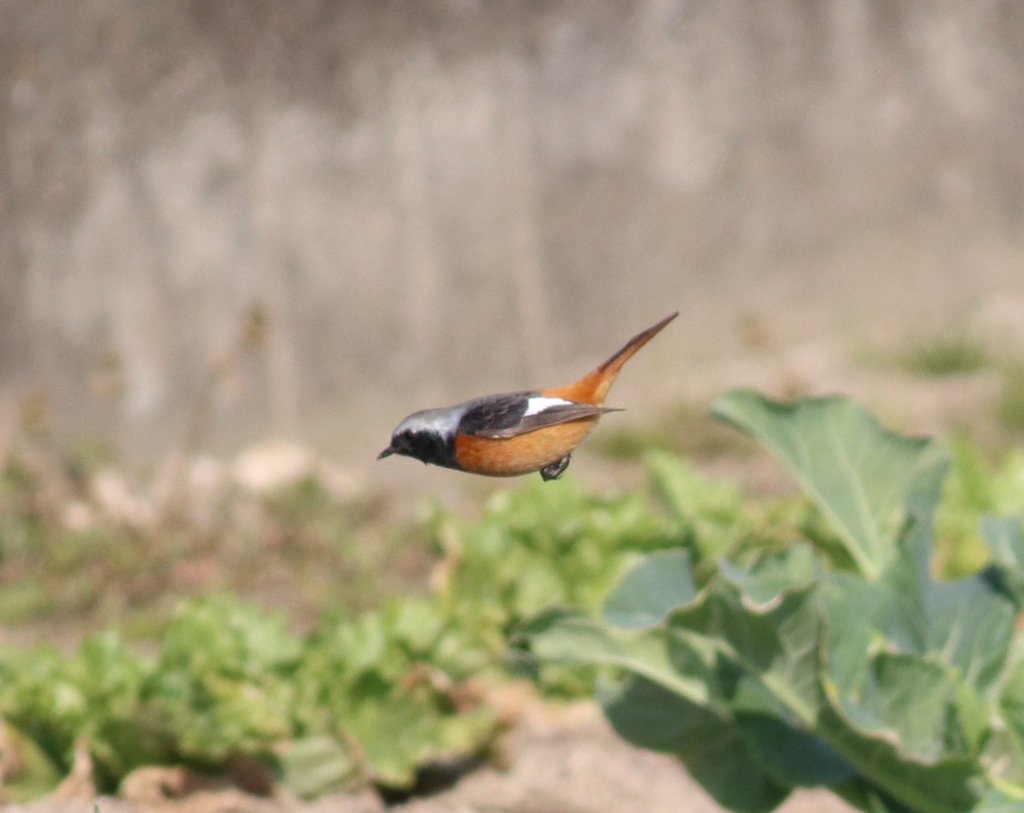 キャベツから白菜へ♪