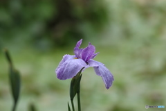 花菖蒲