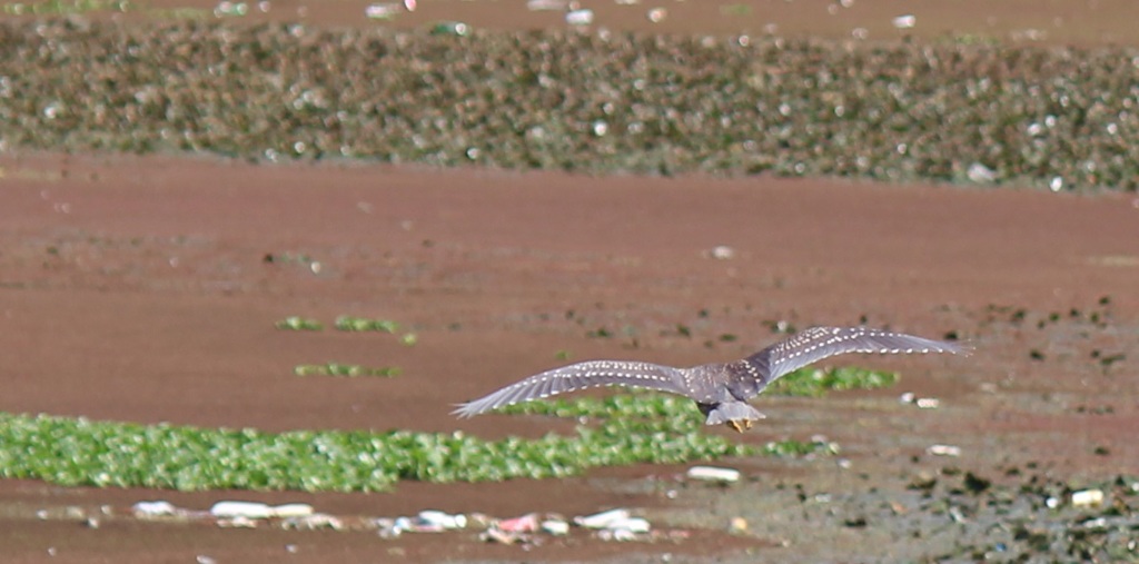 もう少しだけカッコイイのを