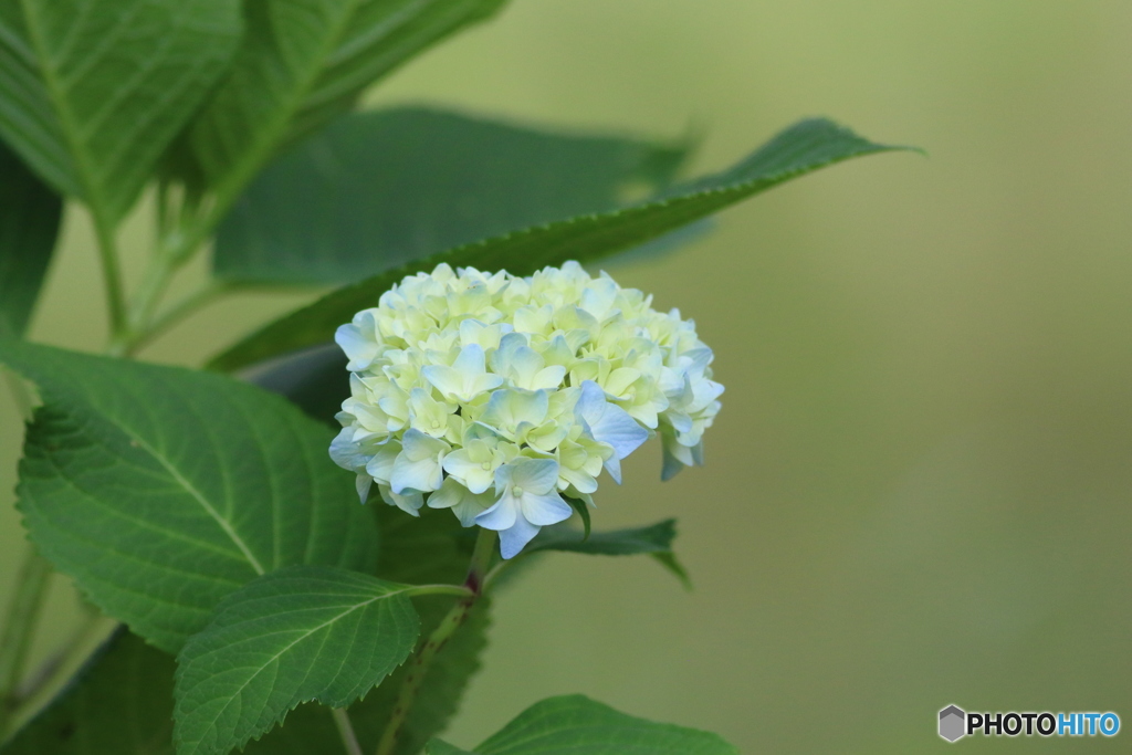 紫陽花
