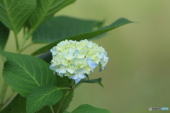 紫陽花