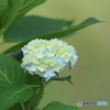 紫陽花