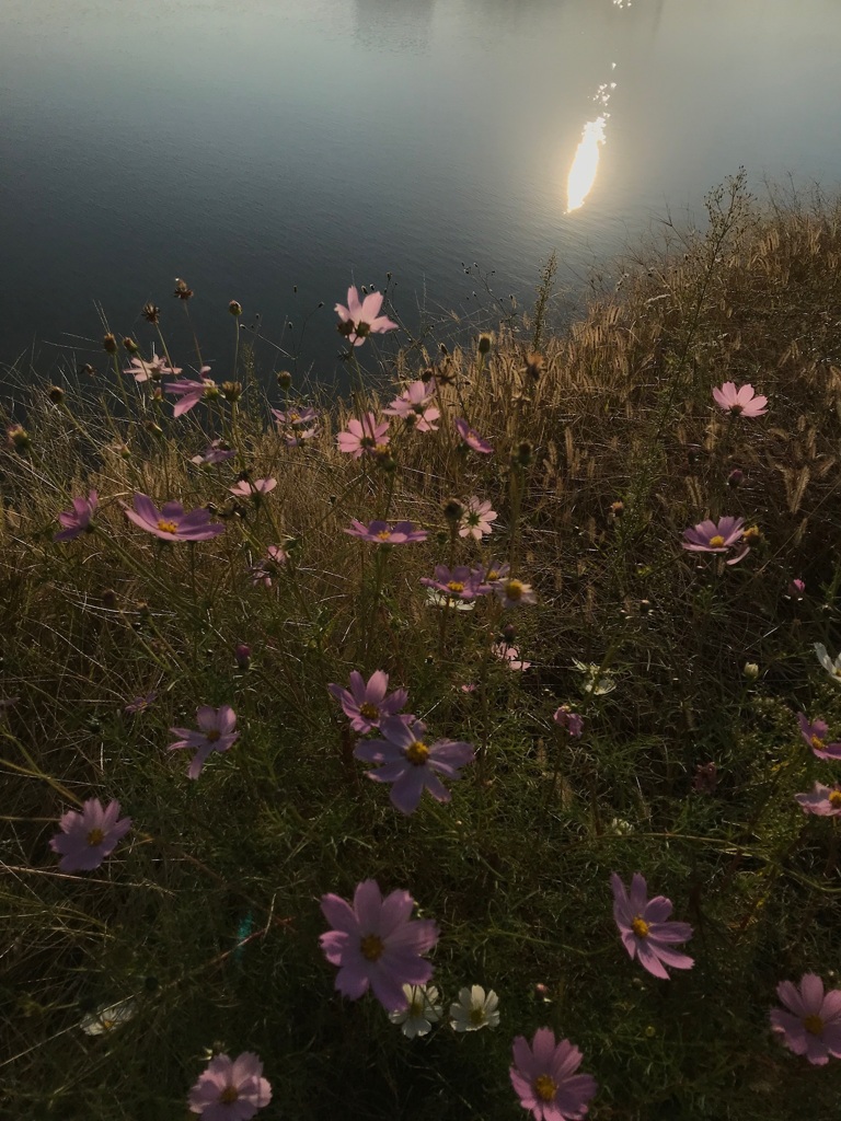 秋桜残照