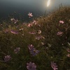 秋桜残照