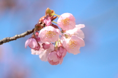 陽光桜