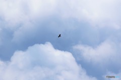 夏を飛ぶ