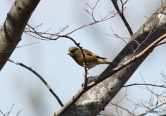 カワラヒワのお出迎え