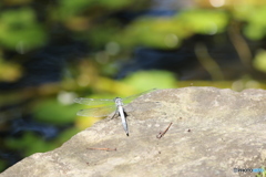夏の陽射しの中で