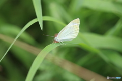 ひっそりと