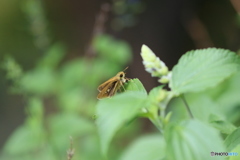 ハーブに魅せられて