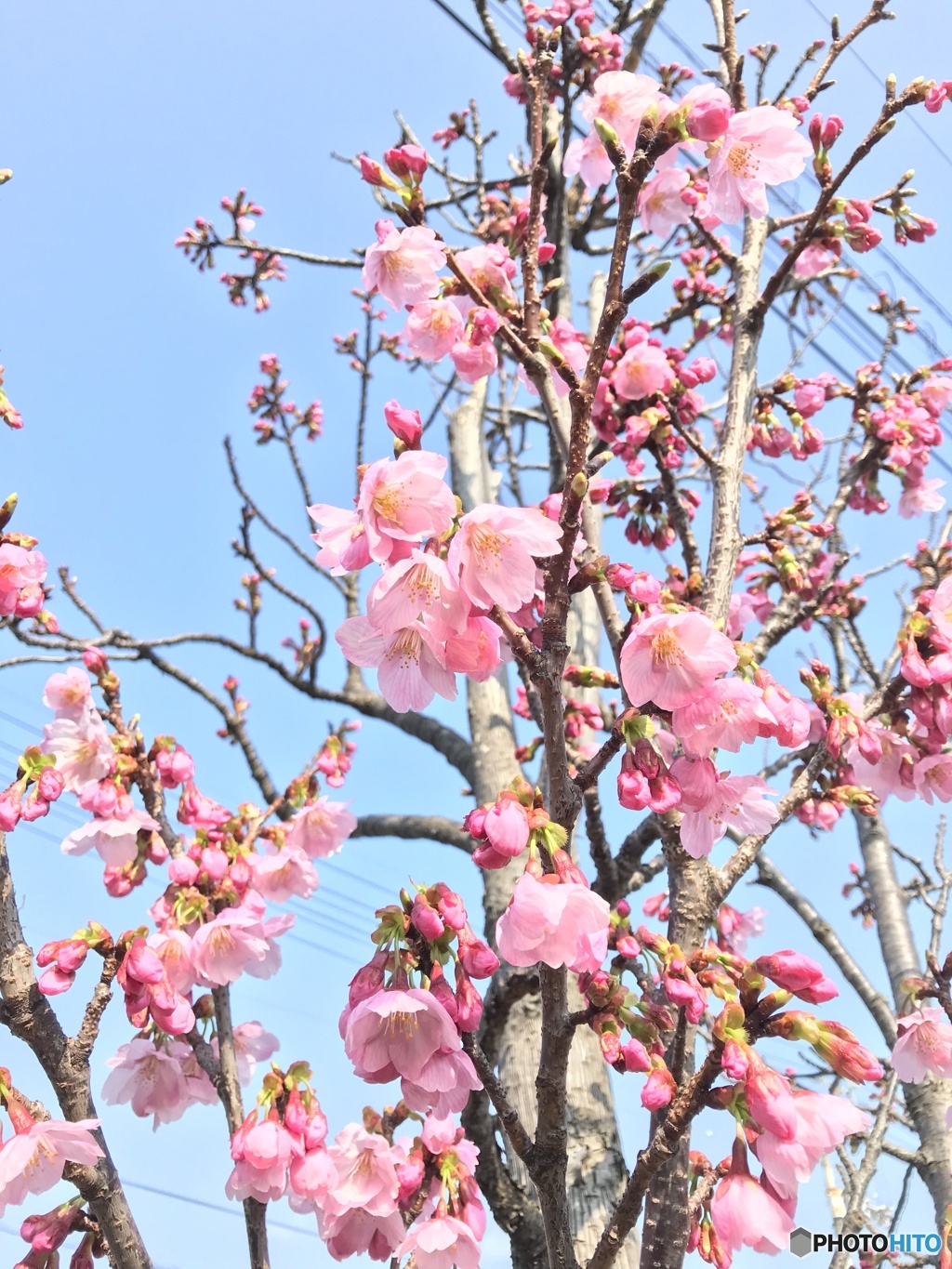 陽光桜見ごろ♪