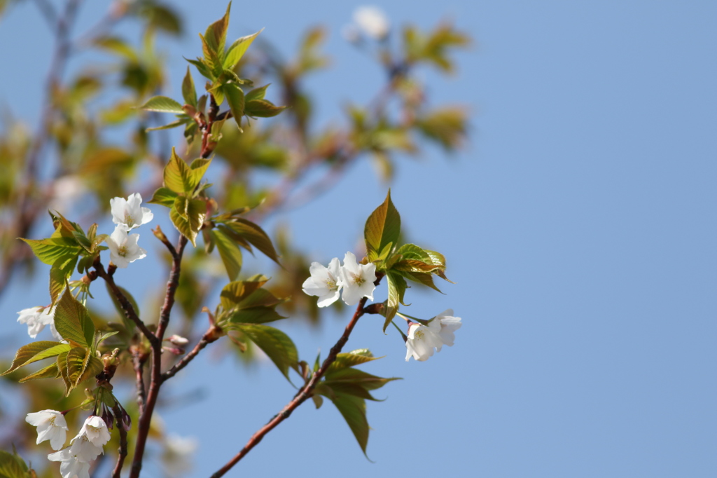 ヒマラヤ桜