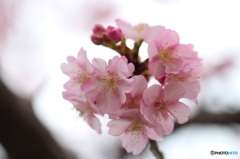 河津桜