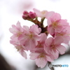 河津桜