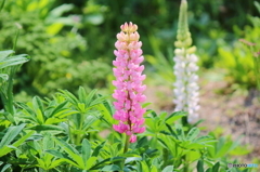 ルンルンルピナス♪