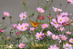 秋桜に