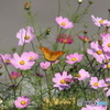 秋桜に