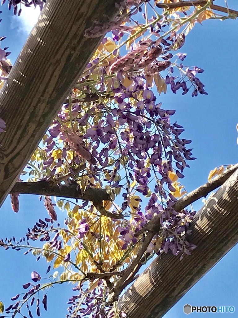 藤も開花