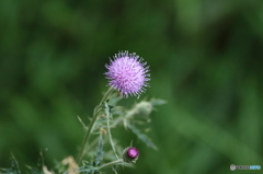 ピンクッション