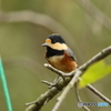 鳥の季節到来