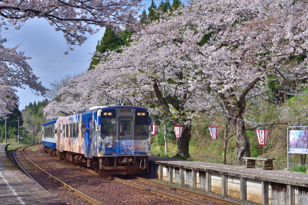 sakura　と　さくら