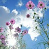 秋の日差し