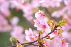 見返り桜