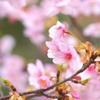 見返り桜