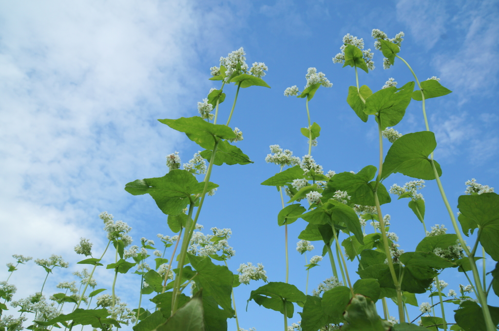 蕎麦の花咲く秋の空