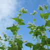 蕎麦の花咲く秋の空