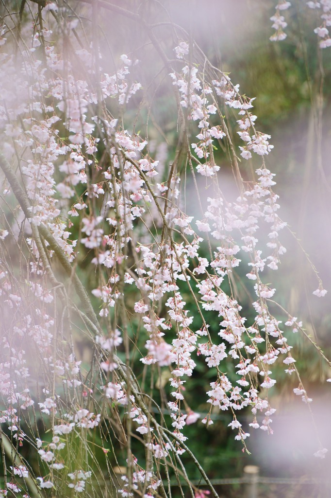 ishikawa sakura 2015 No3