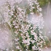 ishikawa sakura 2015 No3
