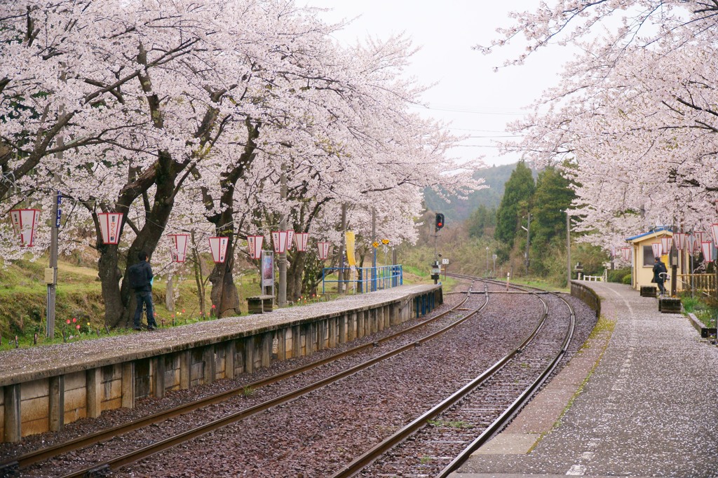 ishikawa sakura 2015 No8