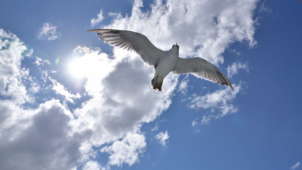 Sky High