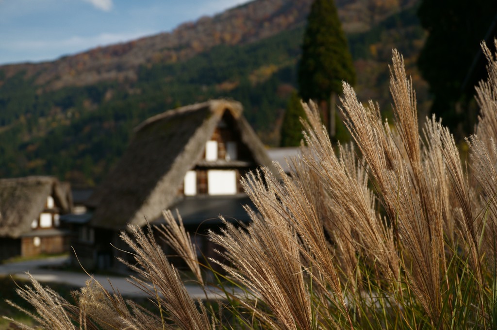 すすきのある風景