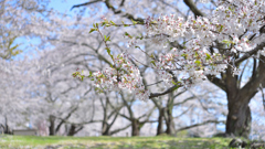 桜並木