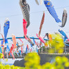 ハルイロ　コイノボリ