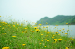 秘密の花園