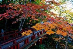 秋の楓月橋