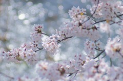 桜　キラリ