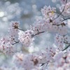 桜　キラリ