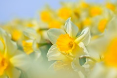 yellow な気分