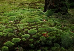 苔の島