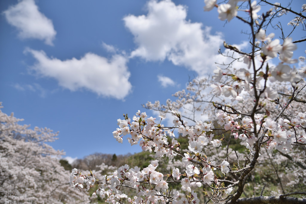 お花見日和