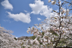 お花見日和