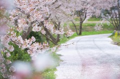 桜の轍