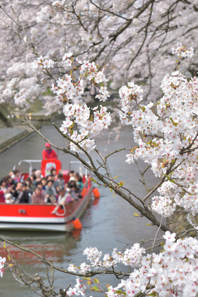 桜　満開