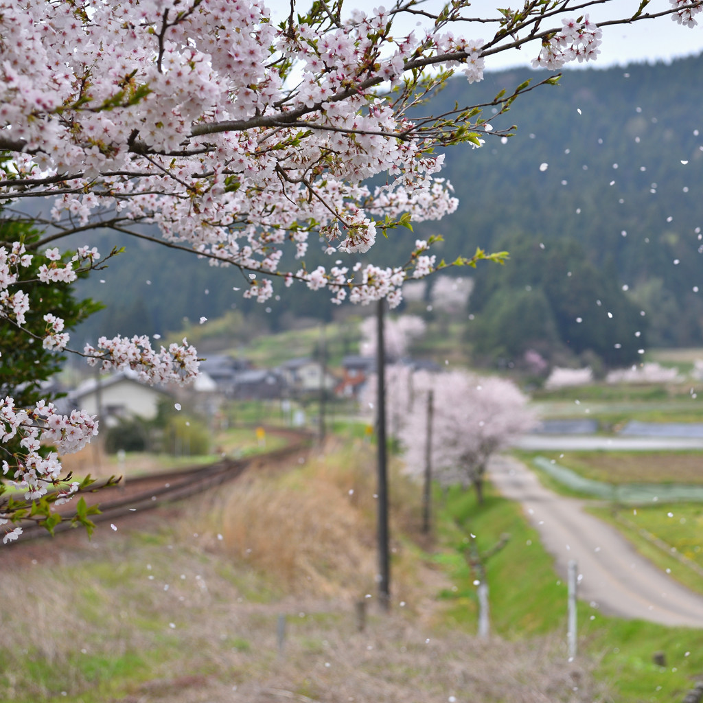 桜散る　待ち人来たらず