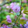 ishikawa sakura 2015 No10