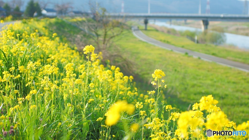 散歩道